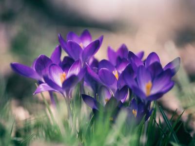 Spring Gardening Tips