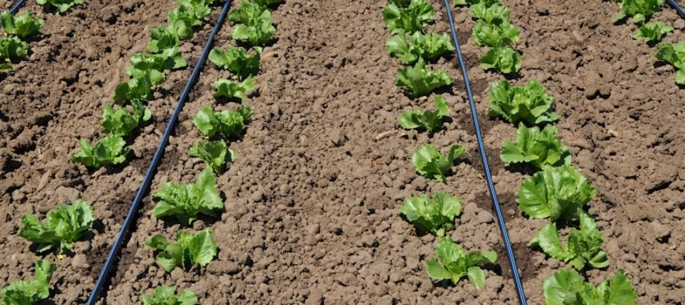 Agricultural Dripline